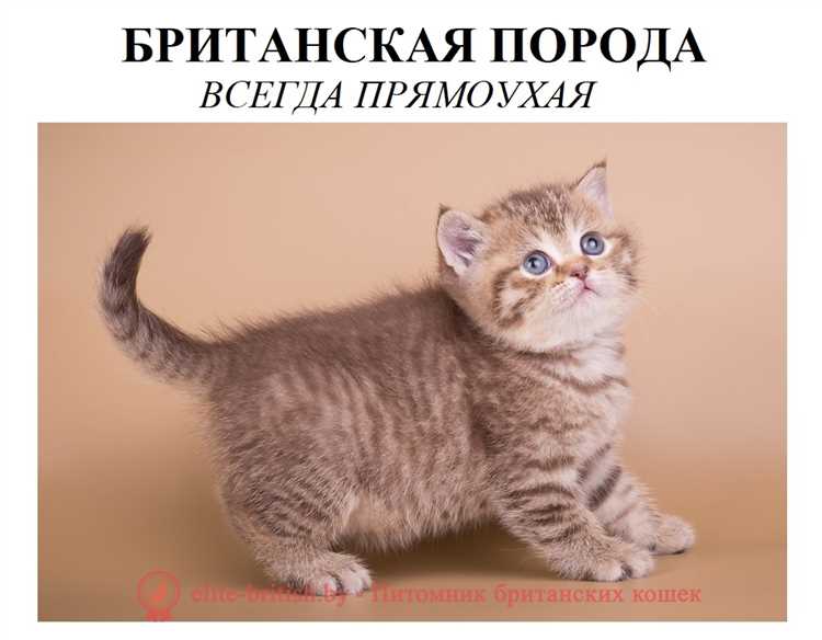 Общие черты