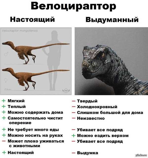 Что такое раптор?