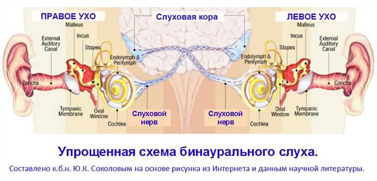 Где находится центр слуха в мозге: отделы и функции