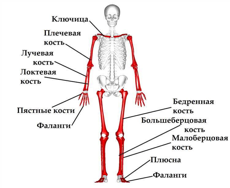 Где расположена берцовая кость у человека: анатомия и особенности местоположения