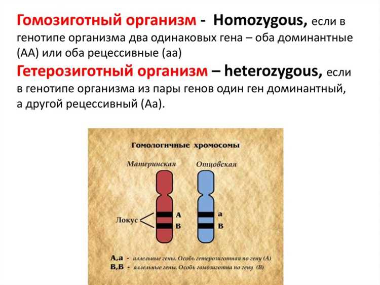 Гомозигота и гетерозигота: в чем различие?
