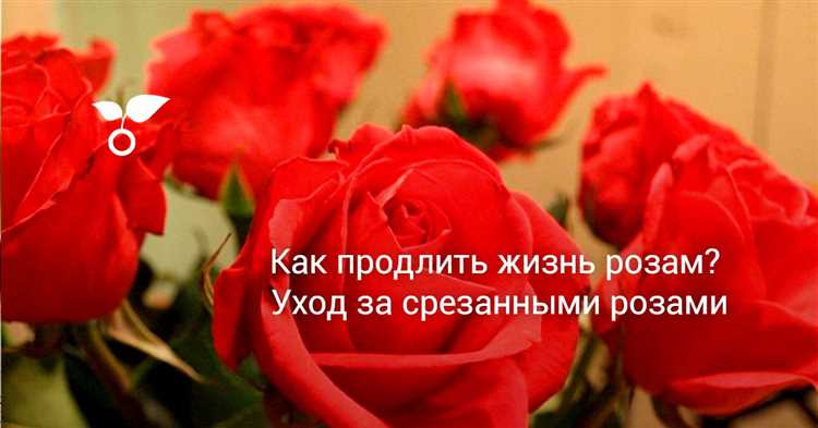 Как продлить жизнь розам: советы по сохранению до вручения