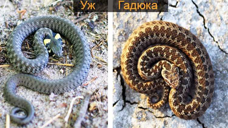 Основные отличия и сходства между ужом и гадюкой на фото