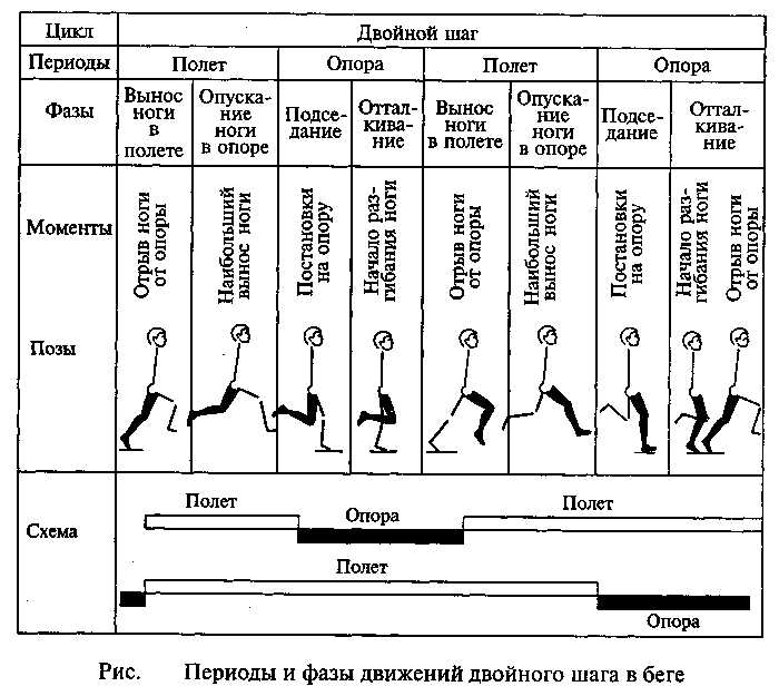 Отличия безопорной фазы при беге и ходьбе