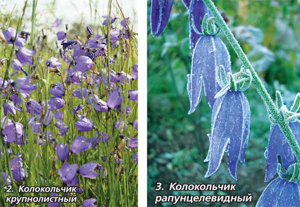 Отличия бубенчиков и колокольчиков: как различить растения в саду