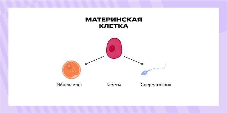 Отличия хромосомы и хроматиды: что важно знать