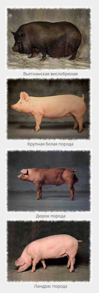 Поросята ландрас и дюрок: основные отличия и как выбрать лучшего