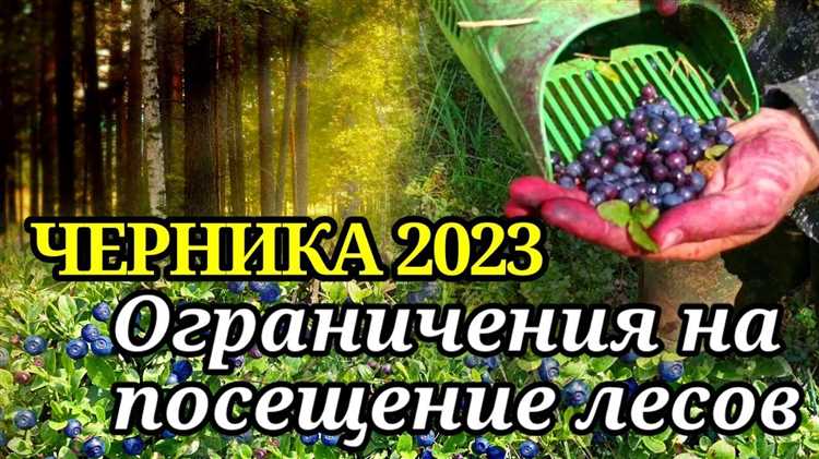 Прогноз появления черники в 2023 году: когда ждать первый урожай?