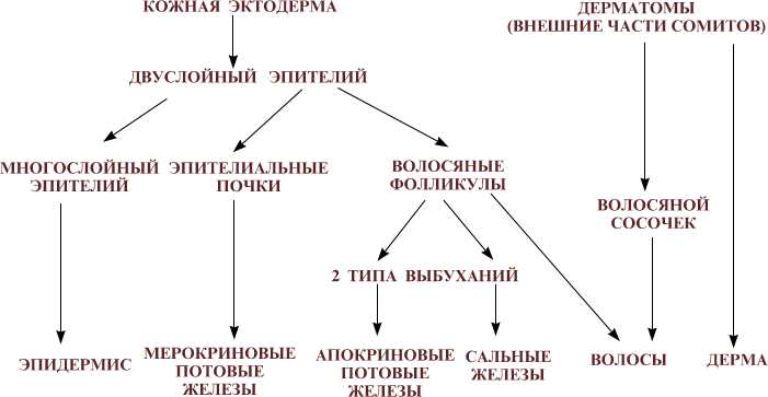 Что такое сальные железы?