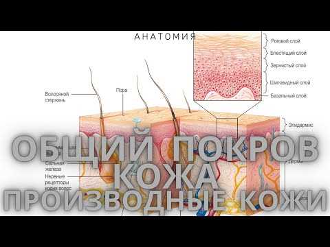 Разница между потовыми железами и сальными: как они отличаются?