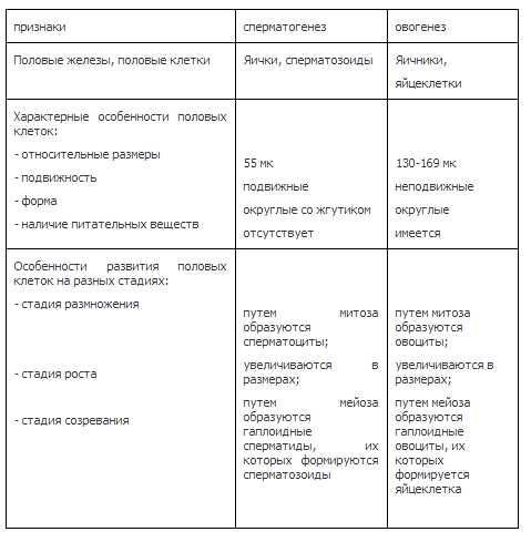 Сперматогенез и оогенез: сравнение и отличия