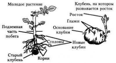 Строение клубня и луковицы: различия и особенности