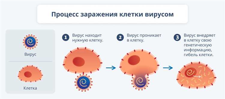 Циклоферон или Эргоферон: чем они отличаются?
